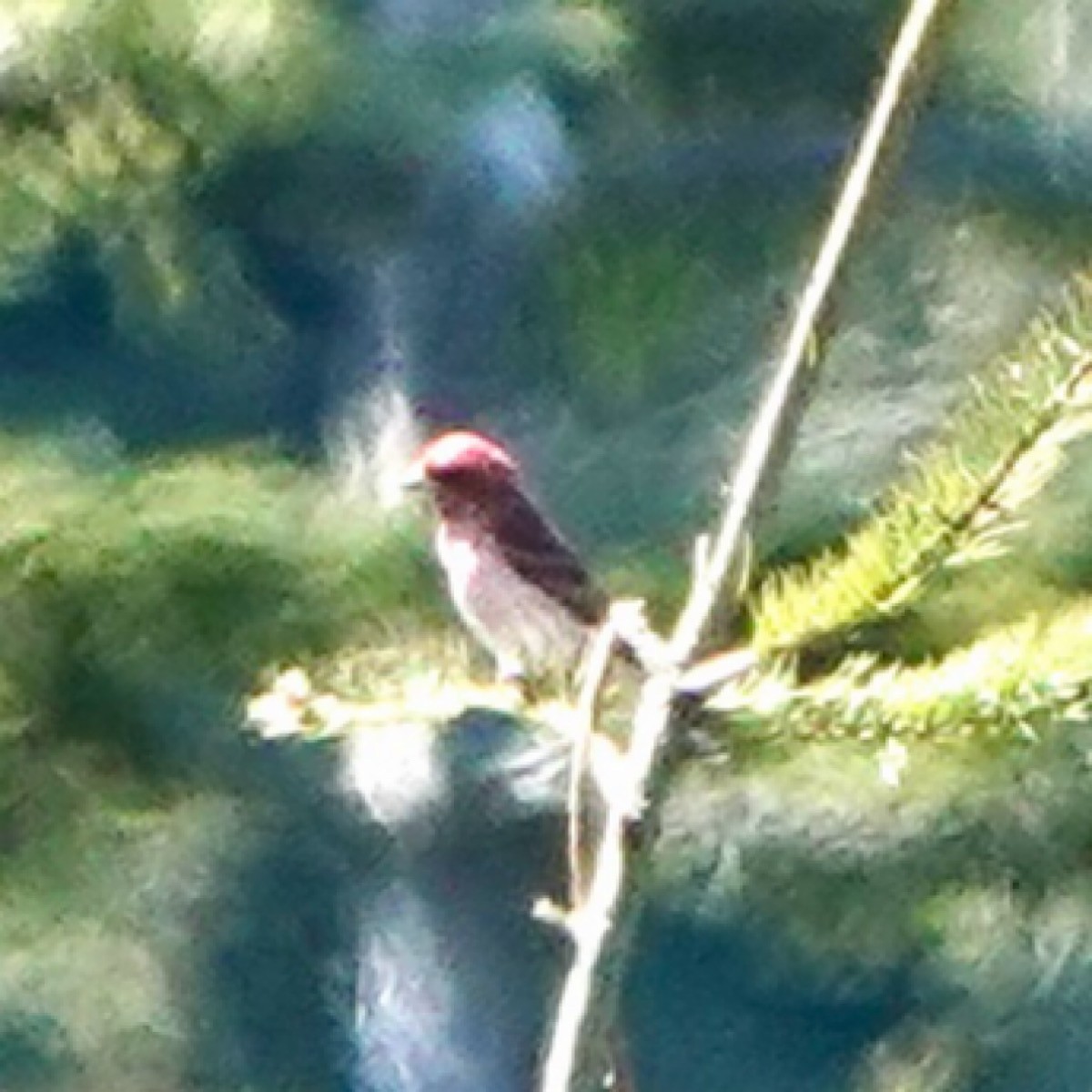 Cassin's Finch - ML618800772