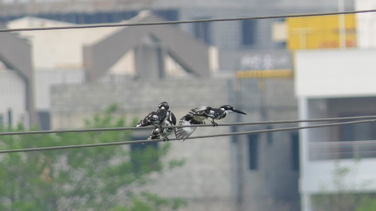 Pied Kingfisher - Bijoy Venugopal