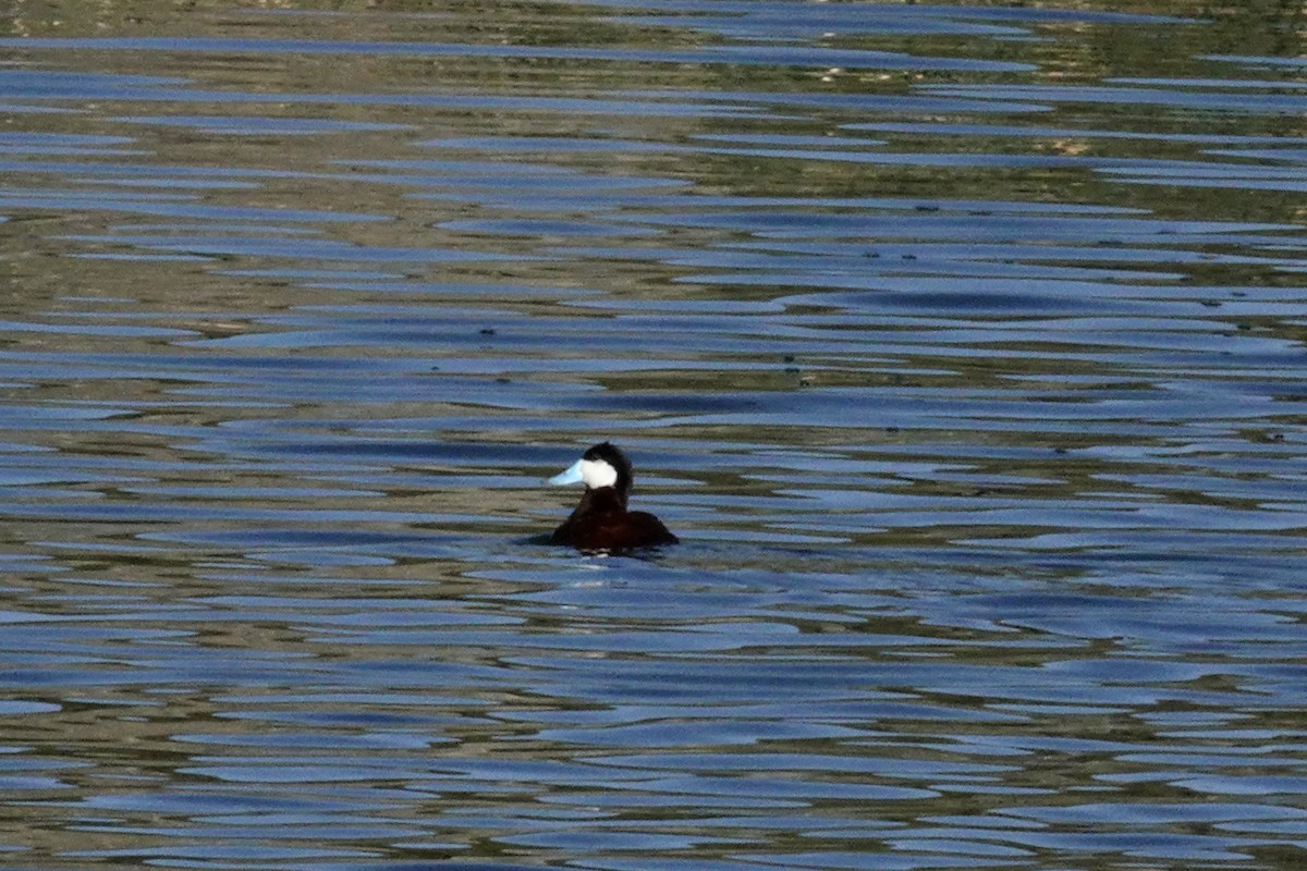 Ruddy Duck - ML618800781