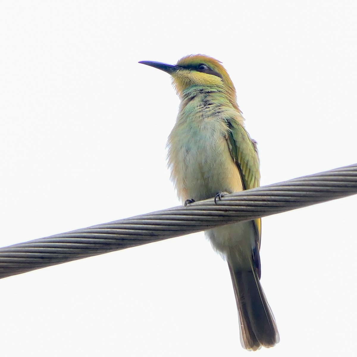 Asian Green Bee-eater - Bijoy Venugopal