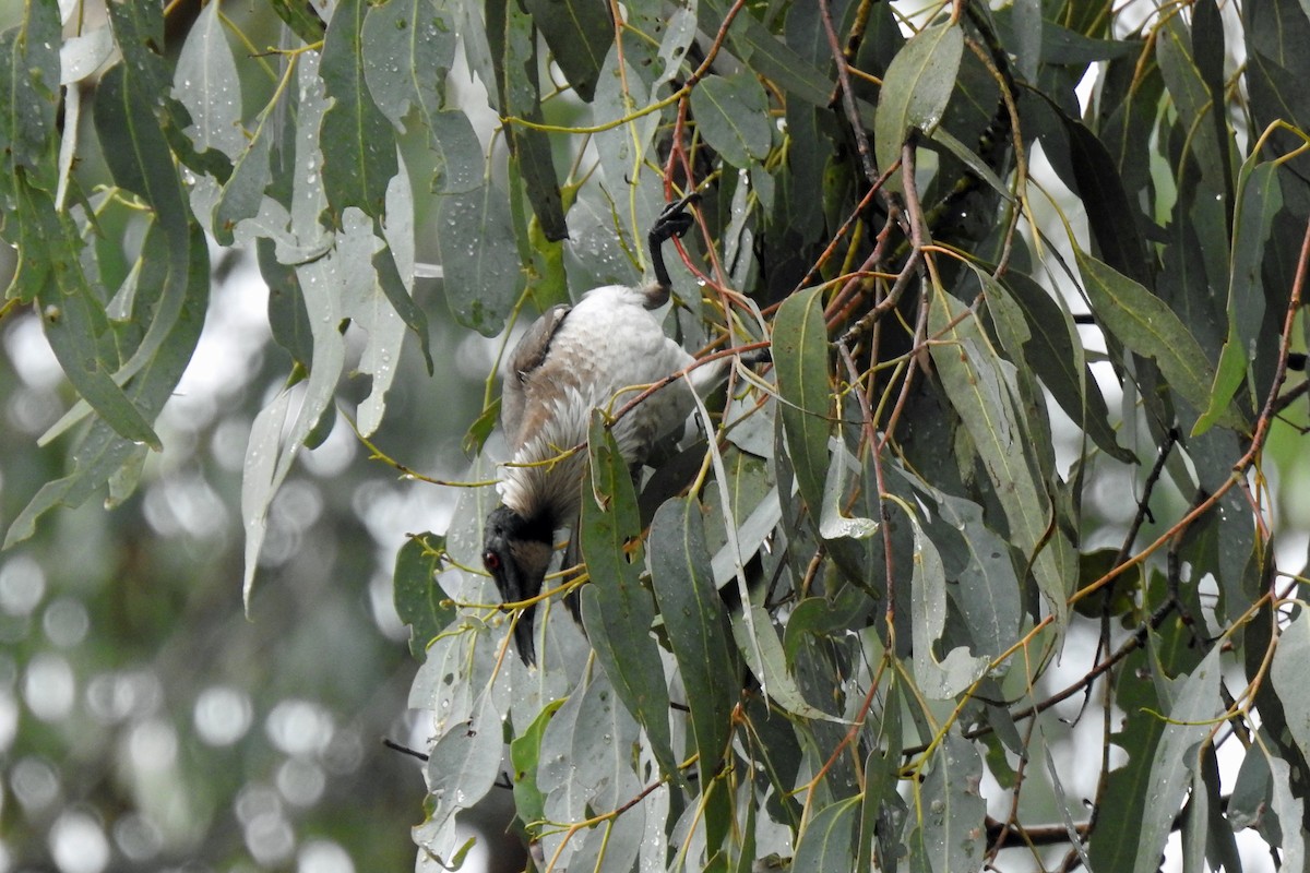 Noisy Friarbird - B Jenkins