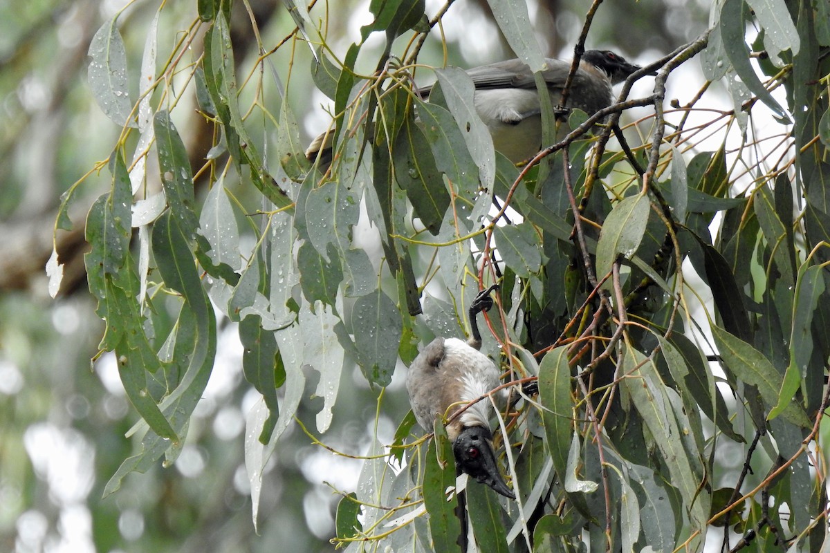 Noisy Friarbird - B Jenkins