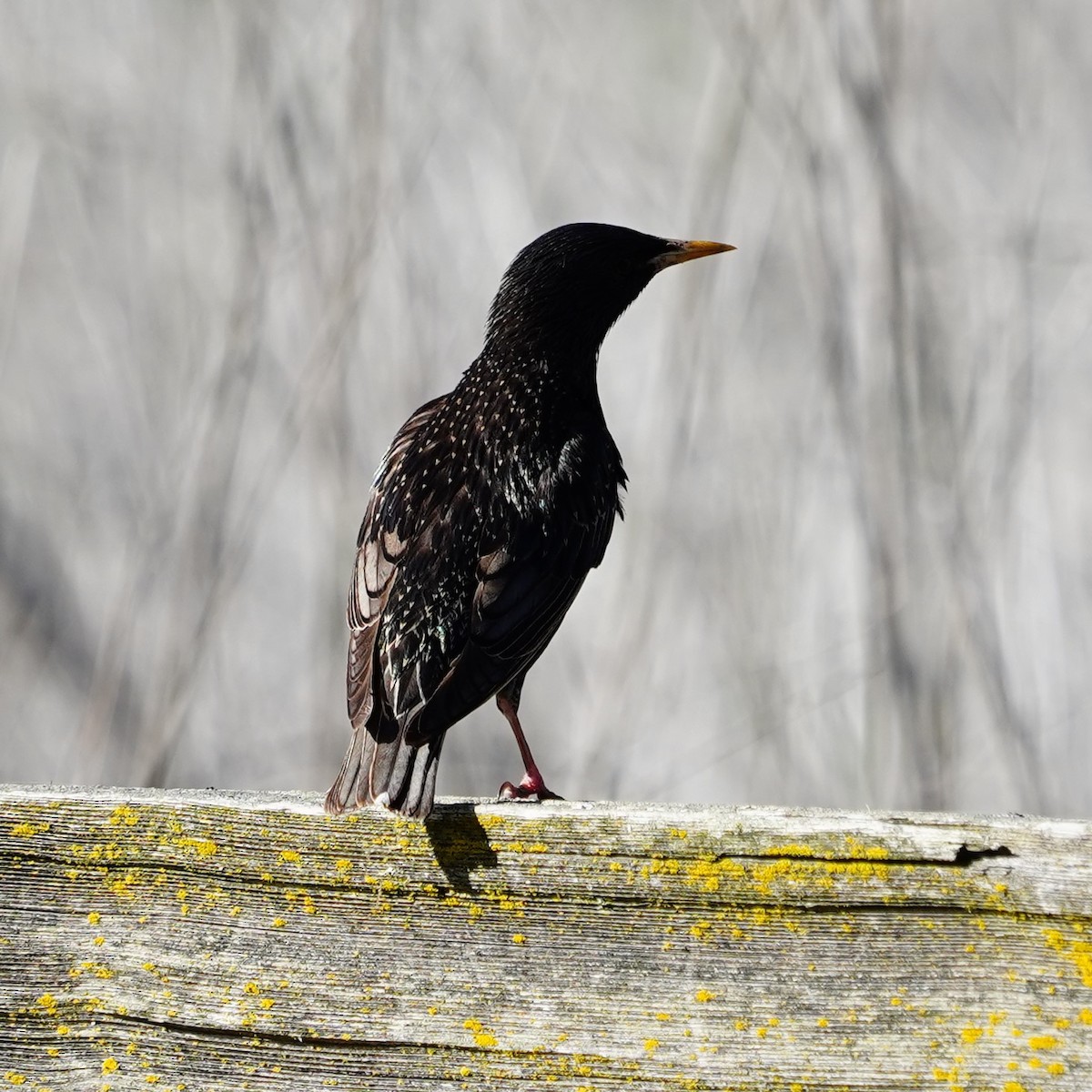 European Starling - mang mike