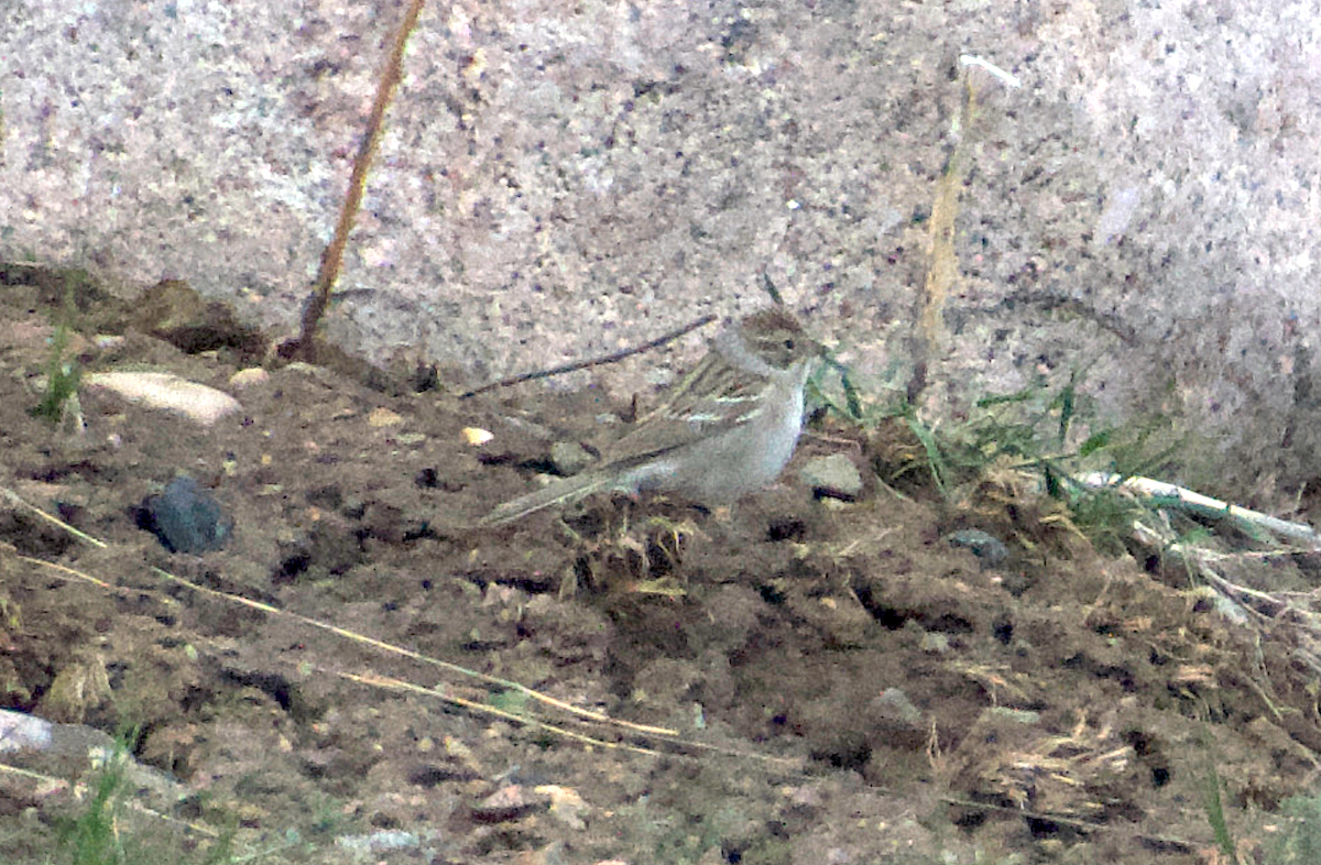 Brewer's Sparrow - Matt Blaze