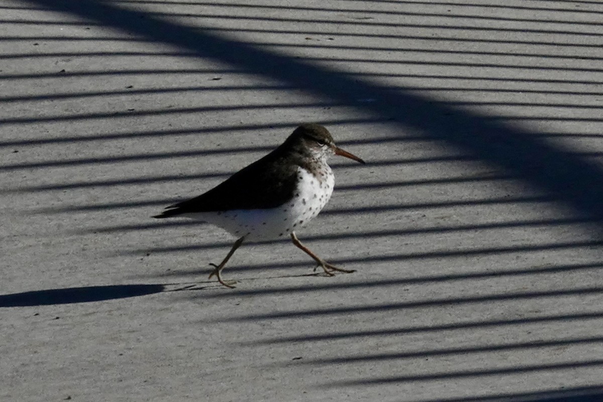 Spotted Sandpiper - Gilbert Bouchard