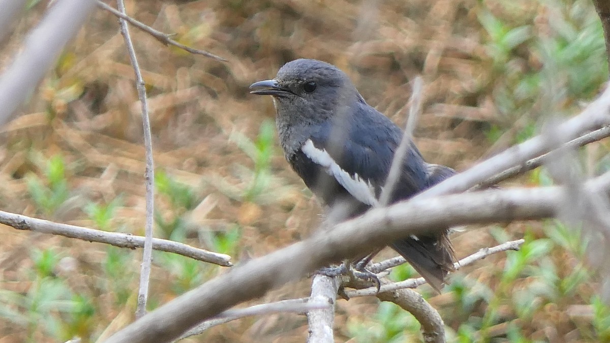 Oriental Magpie-Robin - Bijoy Venugopal