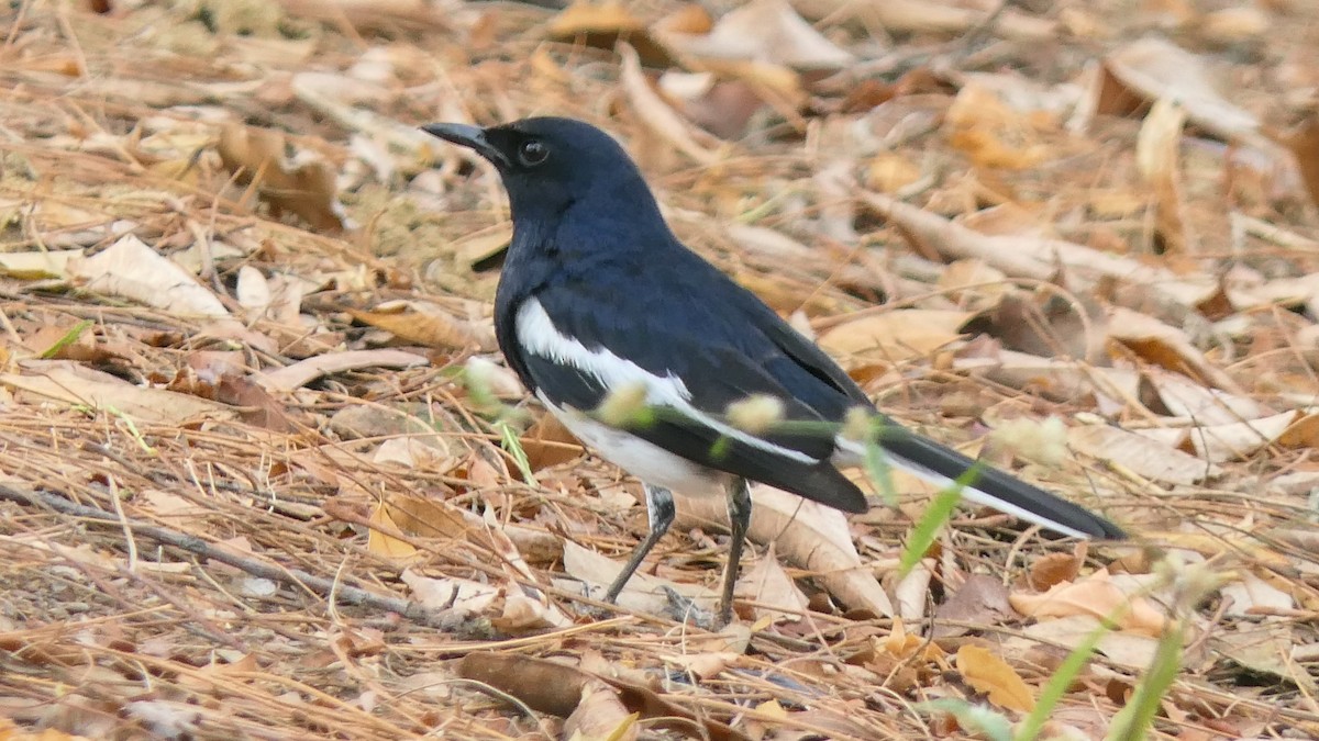 Oriental Magpie-Robin - Bijoy Venugopal