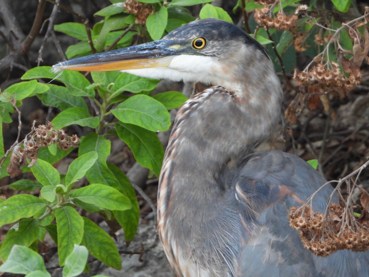 Great Blue Heron - Consuelo Hernandez Garcia