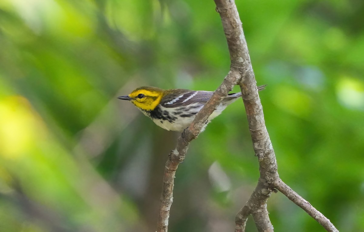 Black-throated Green Warbler - AJT BIRD