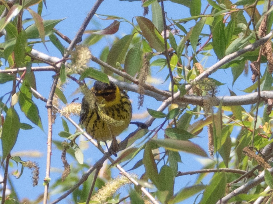 Cape May Warbler - Ann Larson