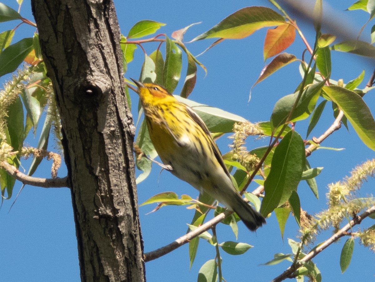 Cape May Warbler - Ann Larson