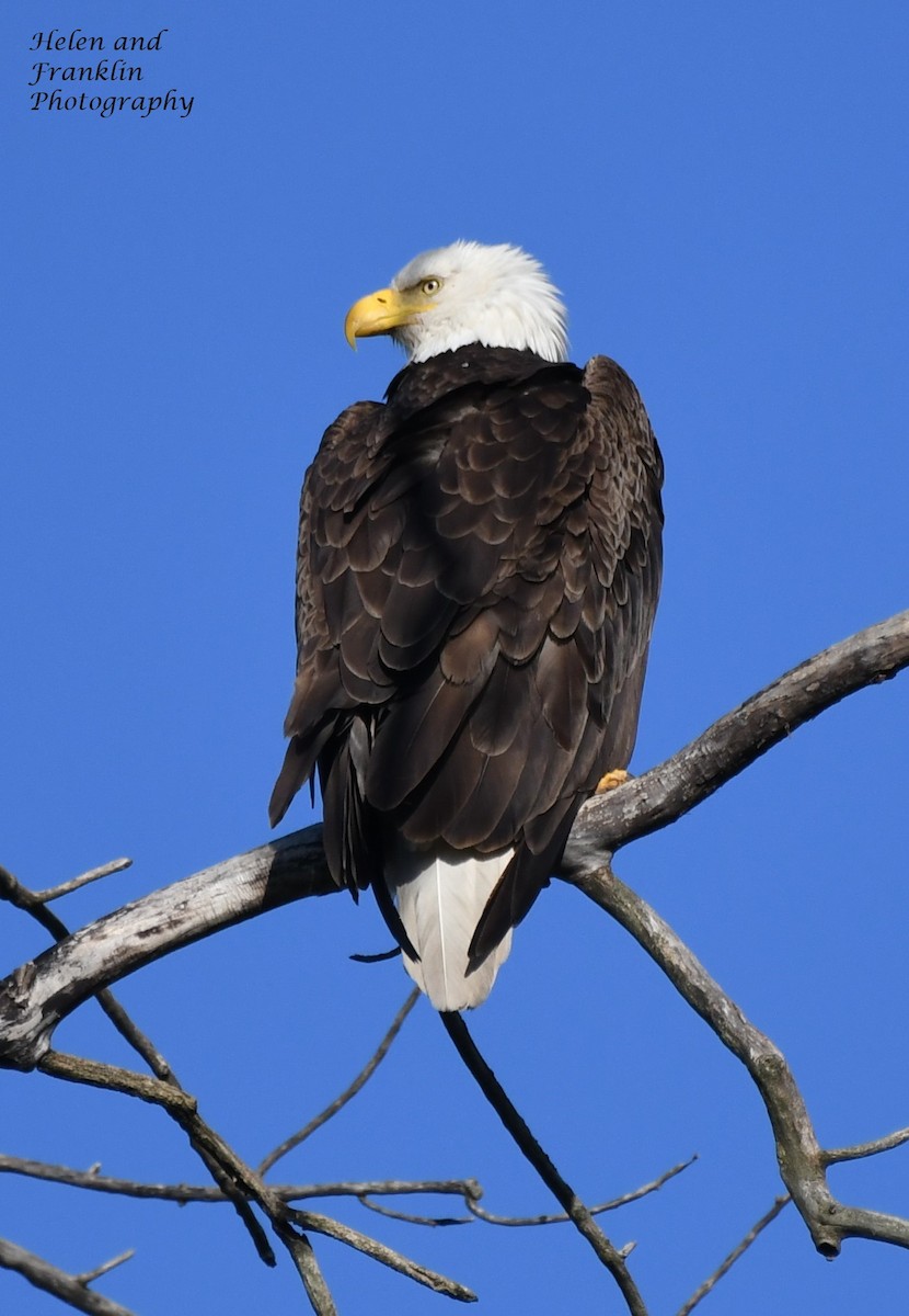 Bald Eagle - Helen and Franklin Chow