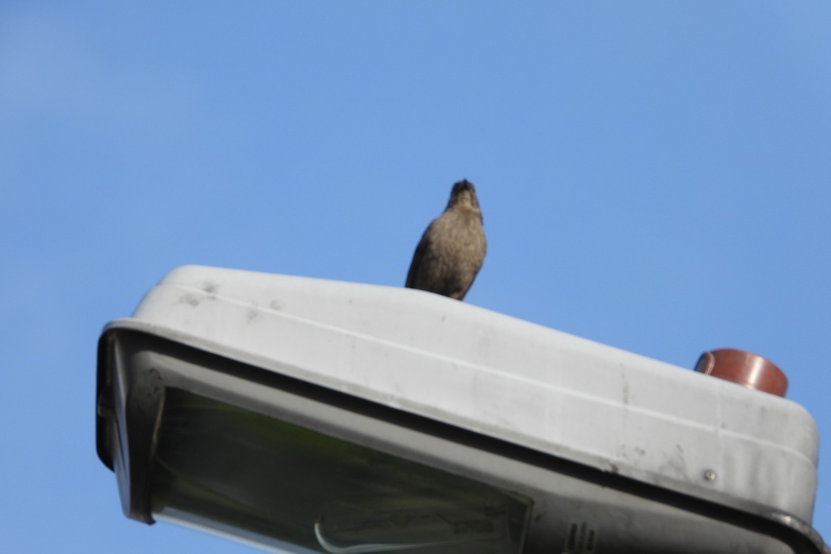 Shiny Cowbird - Licinio Garrido Hoyos