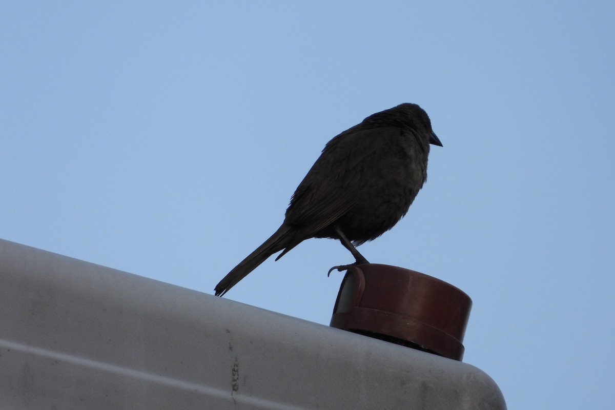 Shiny Cowbird - Licinio Garrido Hoyos