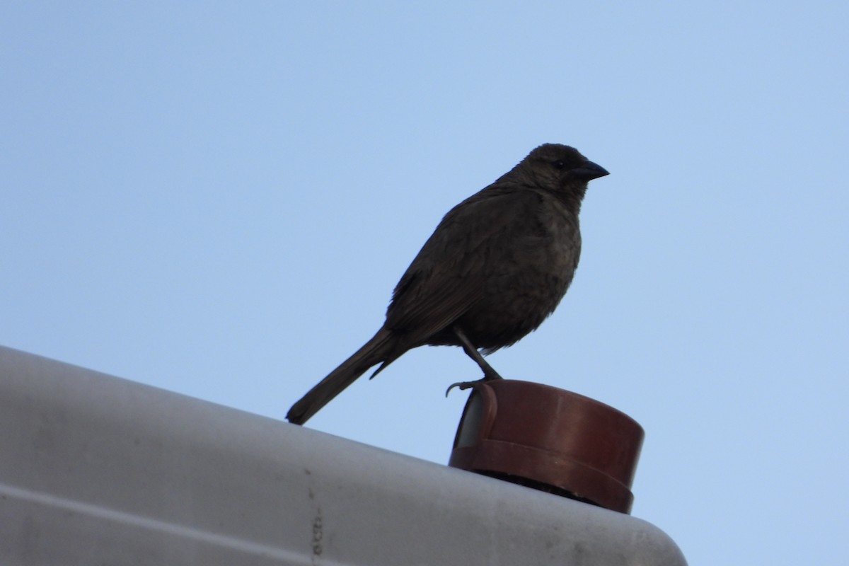 Shiny Cowbird - Licinio Garrido Hoyos