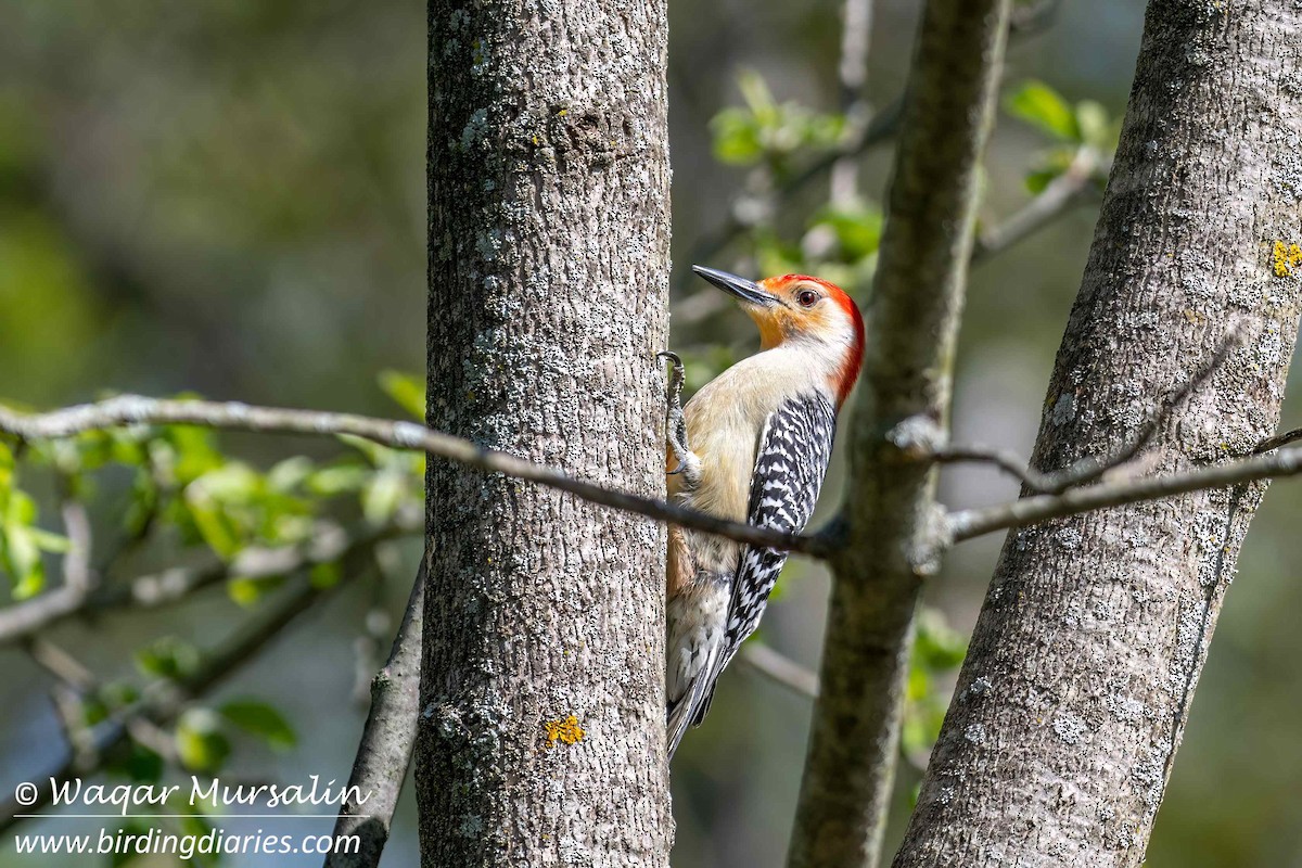 Red-bellied Woodpecker - Waqar Mursalin
