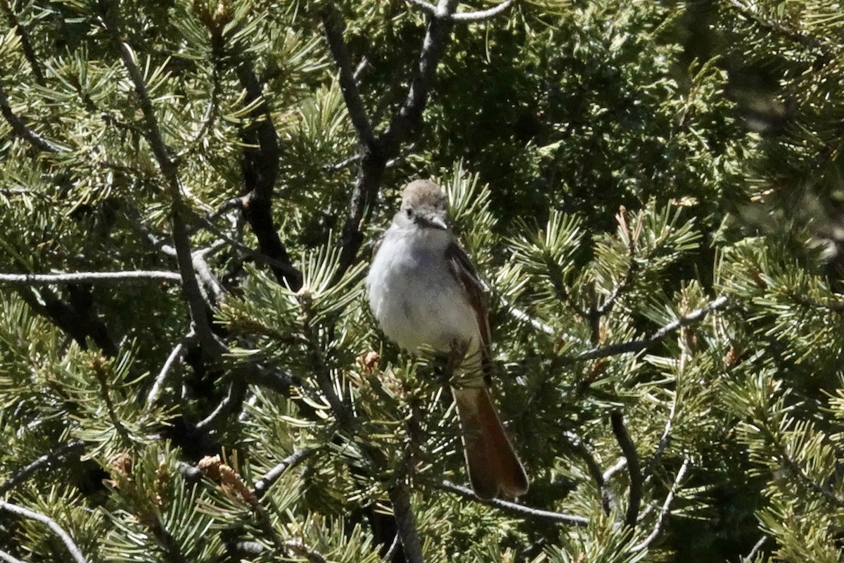 Ash-throated Flycatcher - ML618800872