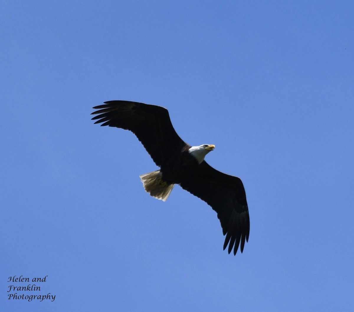 Bald Eagle - Helen and Franklin Chow