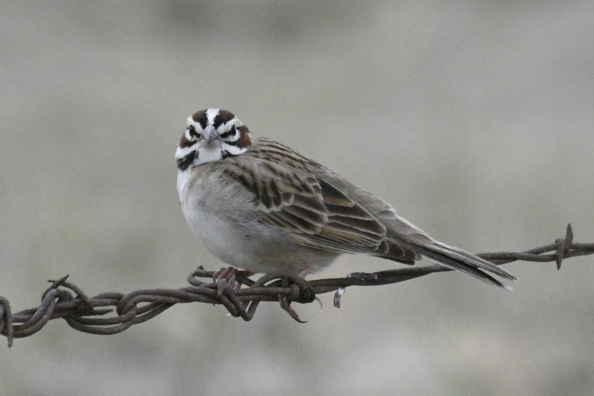 Lark Sparrow - Joshua  Smith