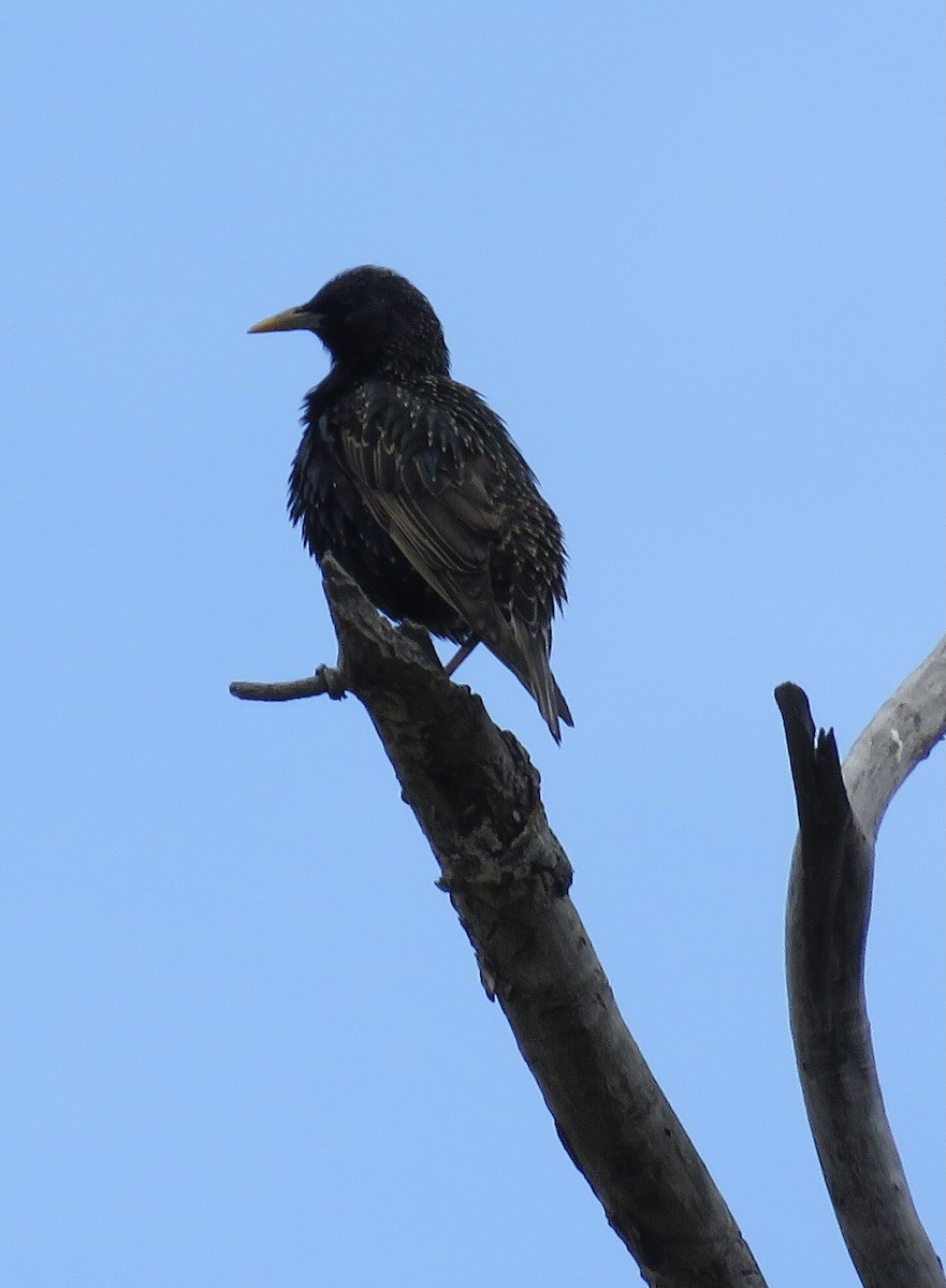 European Starling - Gilbert Côté