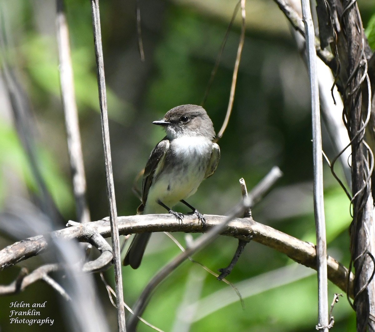 Eastern Phoebe - Helen and Franklin Chow