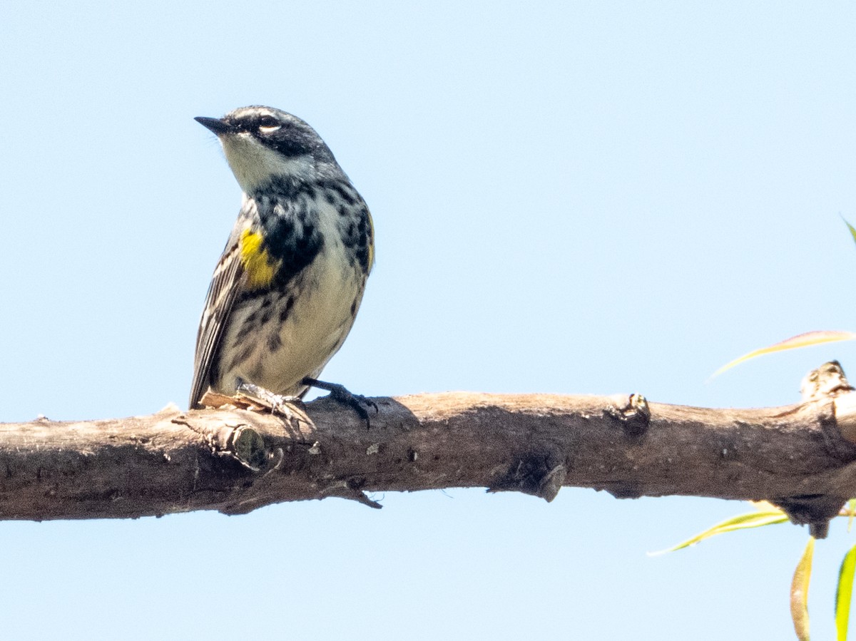 Yellow-rumped Warbler - Ann Larson