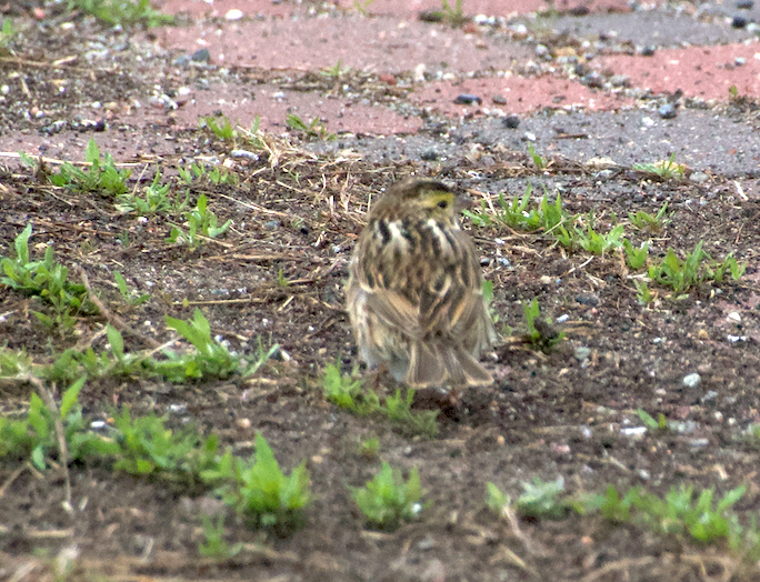 Savannah Sparrow - Matt Blaze