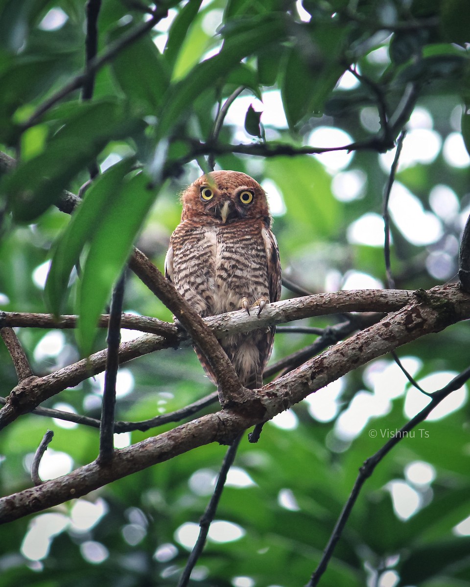 Jungle Owlet - ML618800924