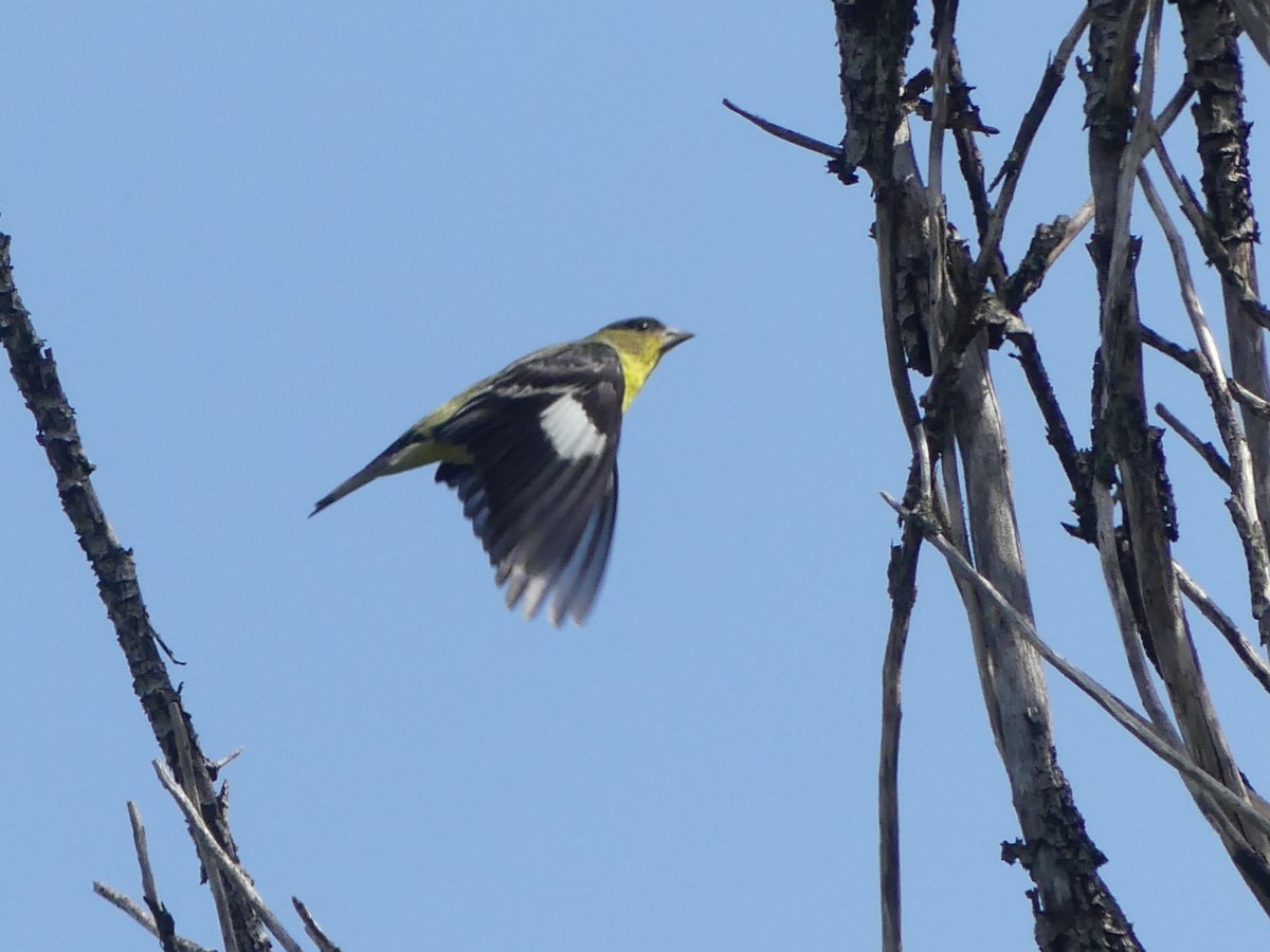 Lesser Goldfinch - Jeanine Merrill