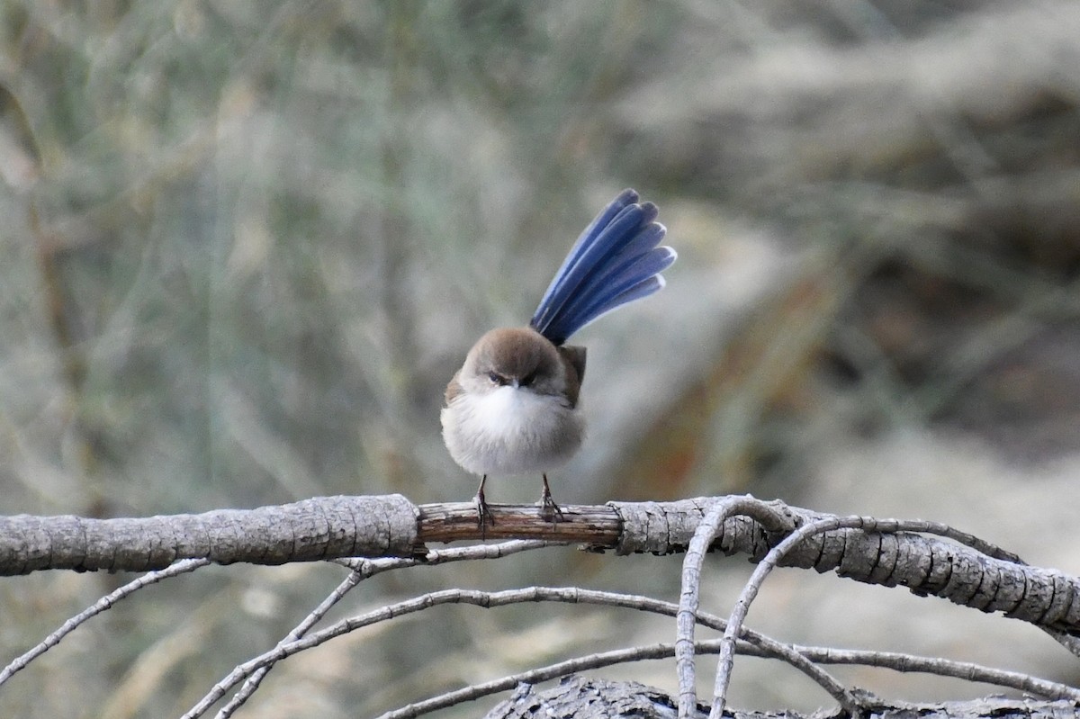 Superb Fairywren - ML618800980