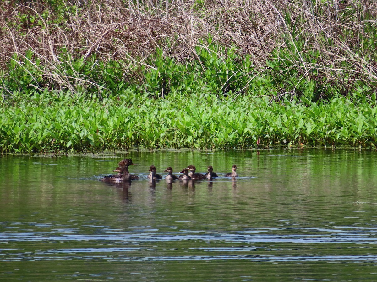 Hooded Merganser - Abigail Butler