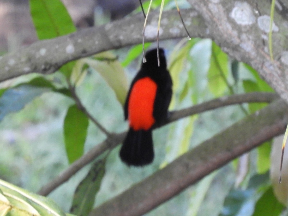 Scarlet-rumped Tanager - Maria Corriols