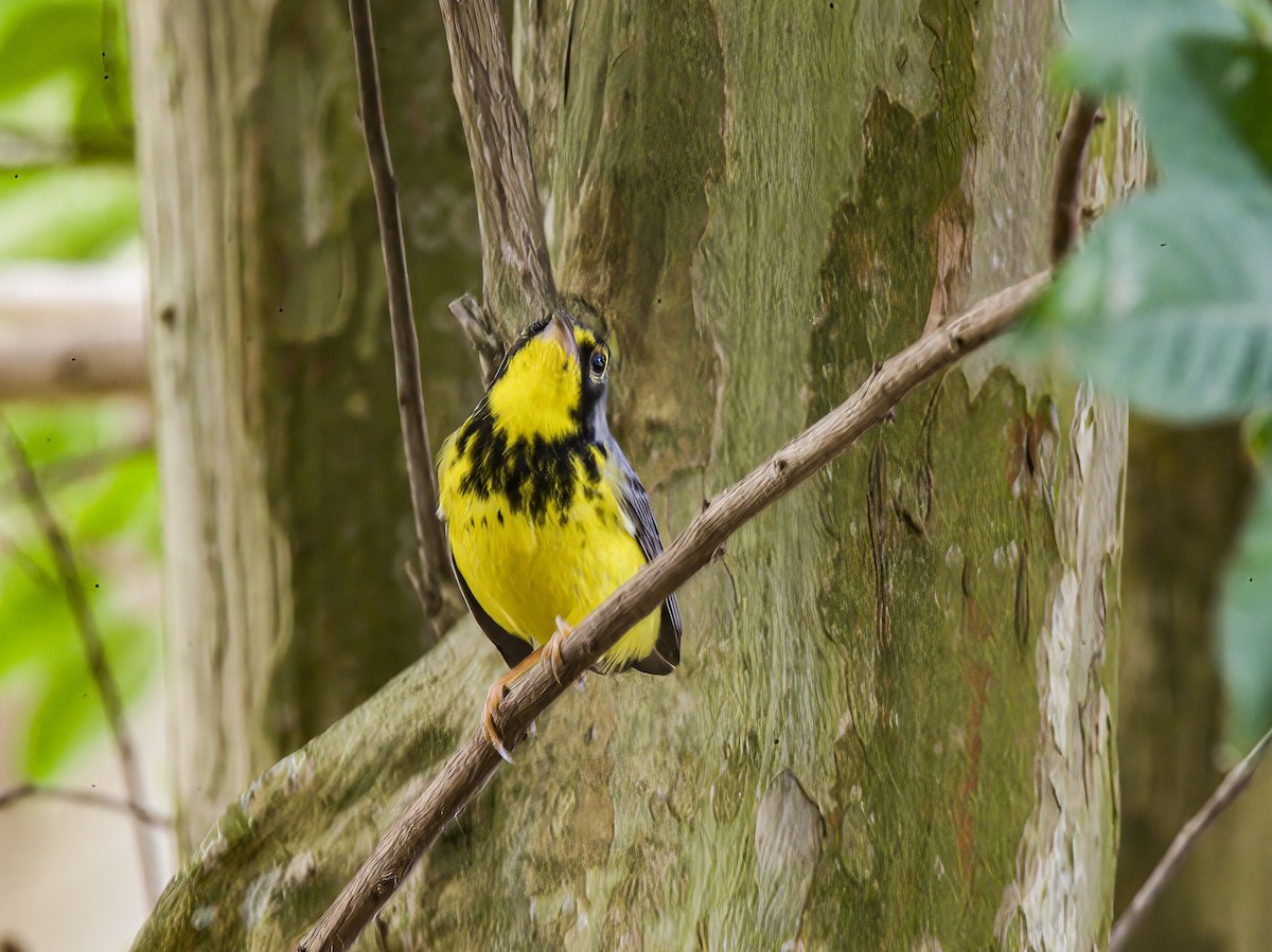 Canada Warbler - ML618801002