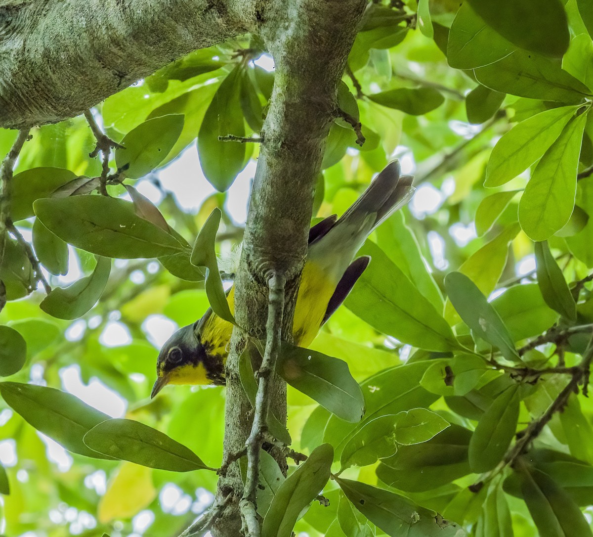 Canada Warbler - ML618801003
