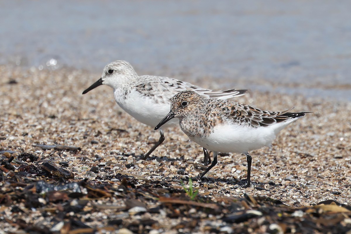 Sanderling - Garrett Lau