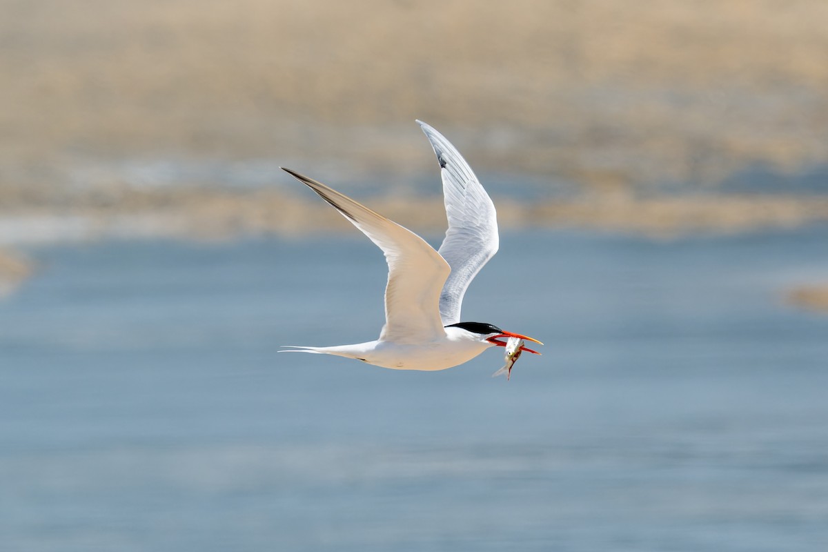 Elegant Tern - Ruslan Balagansky