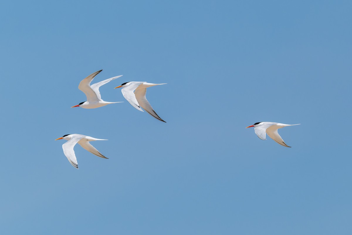 Elegant Tern - Ruslan Balagansky