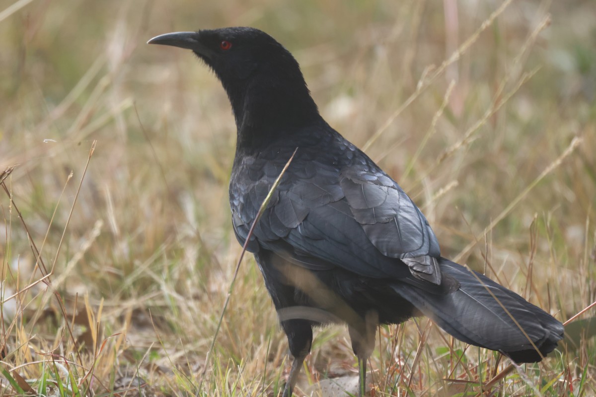 White-winged Chough - GEOFFREY SHINKFIELD