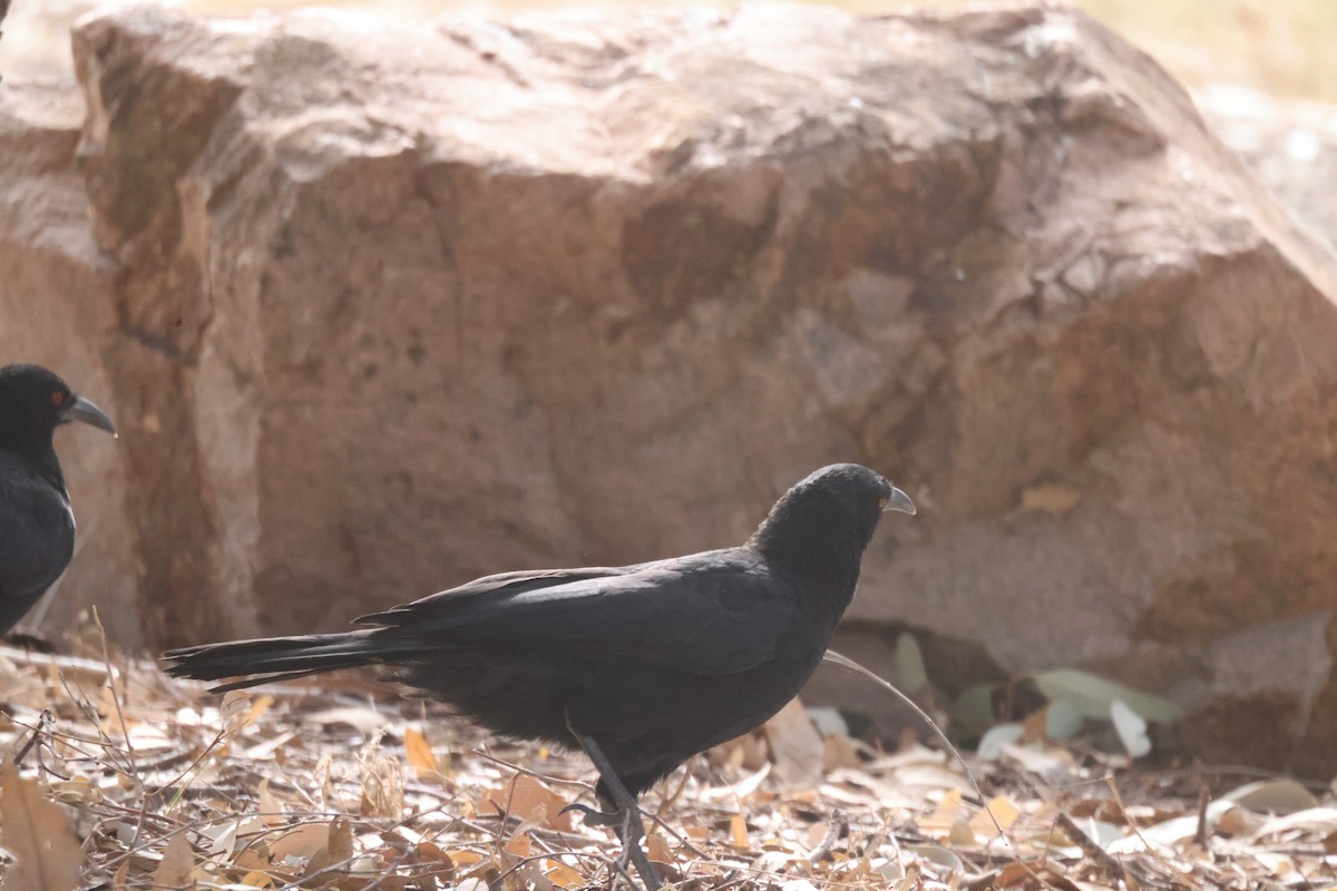 White-winged Chough - GEOFFREY SHINKFIELD