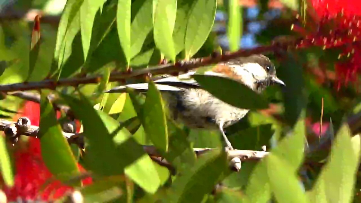 Chestnut-backed Chickadee - Bruce Schine