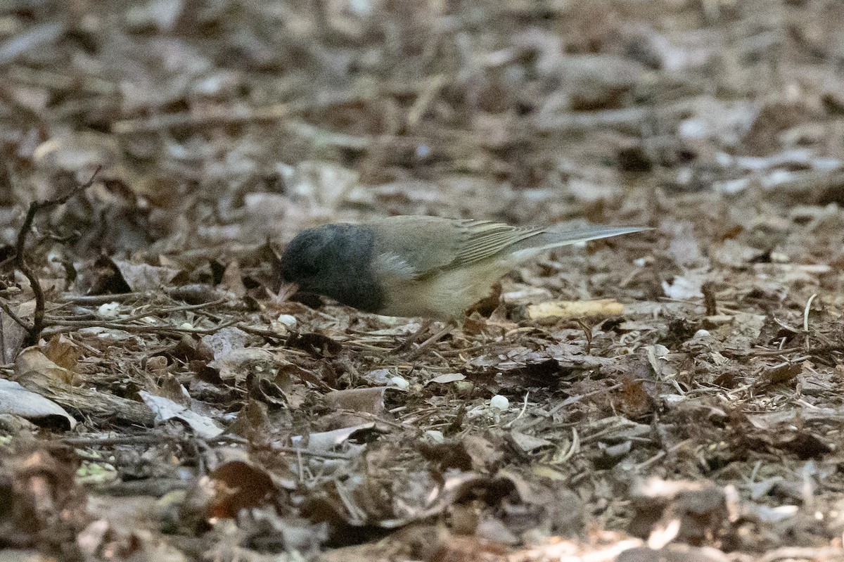 Junco ardoisé - ML618801076