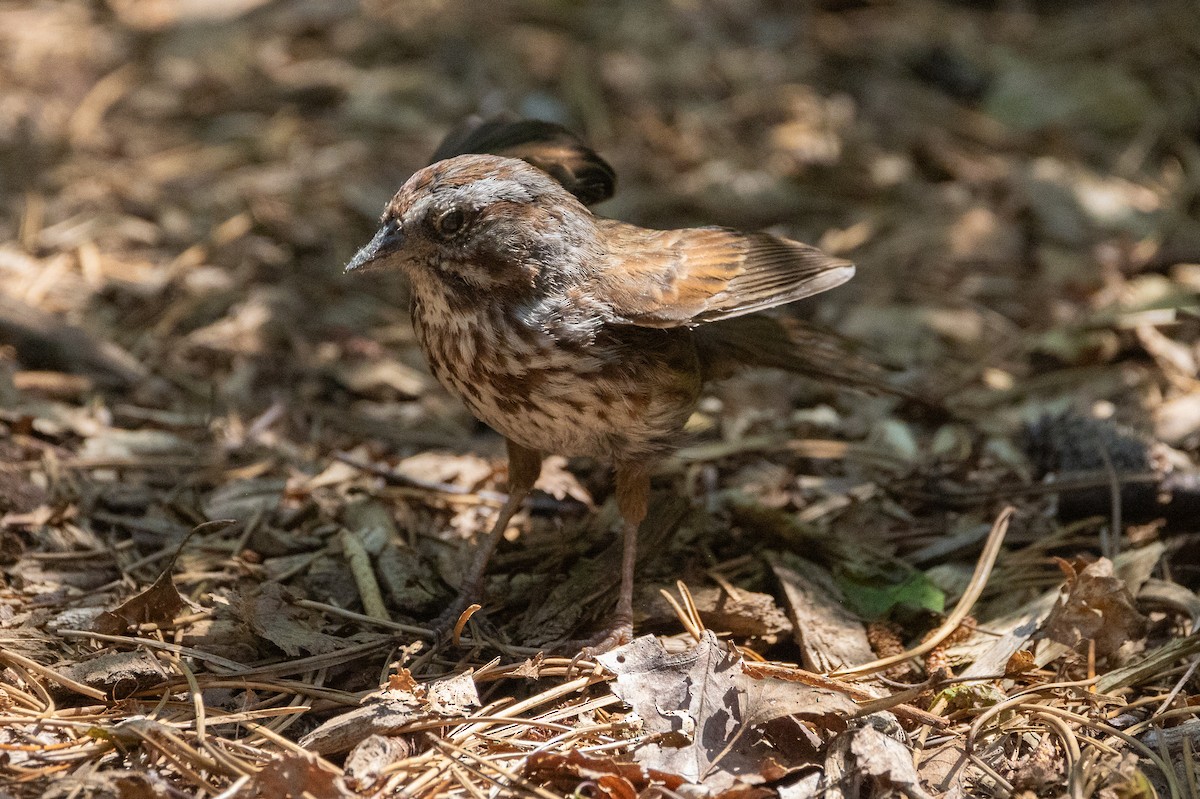 Song Sparrow - John Reynolds