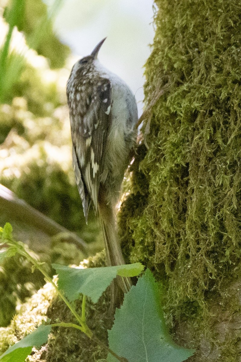 Brown Creeper - John Reynolds