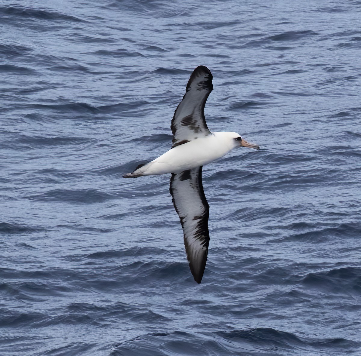 Laysan Albatross - Gary Rosenberg