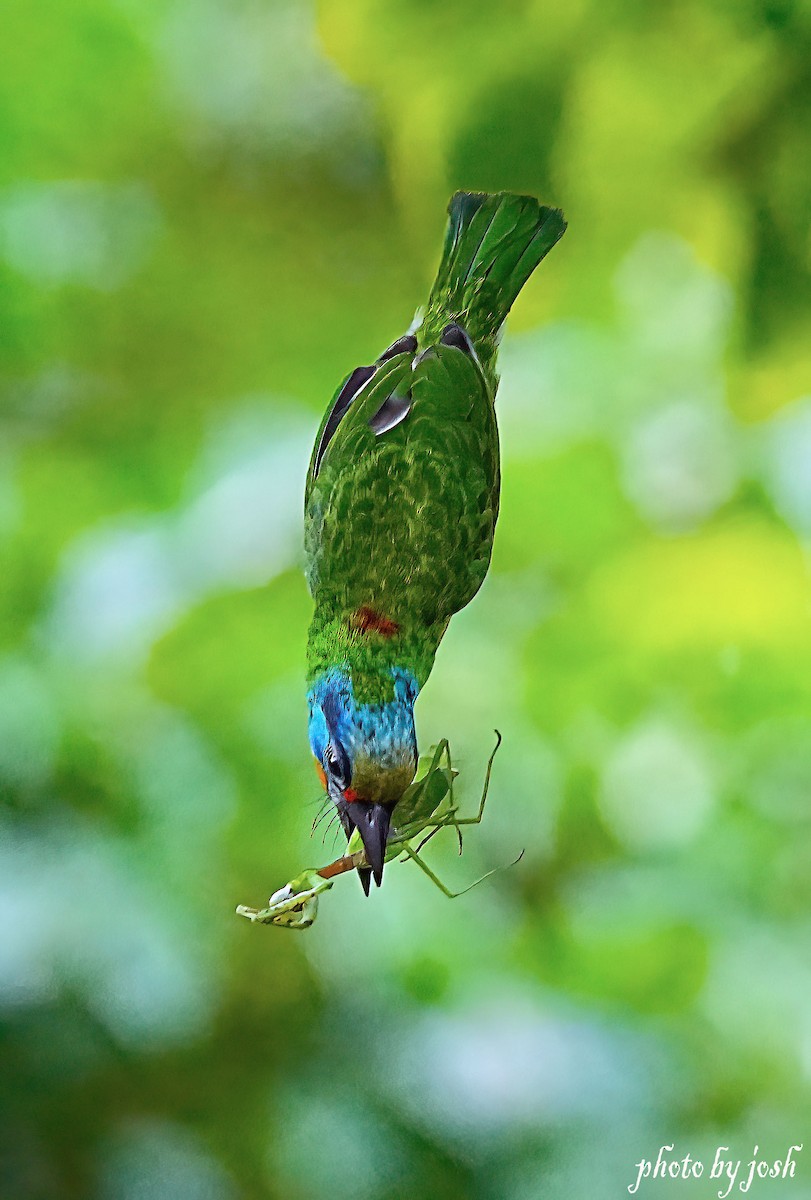 Taiwan Barbet - 致綱 崔