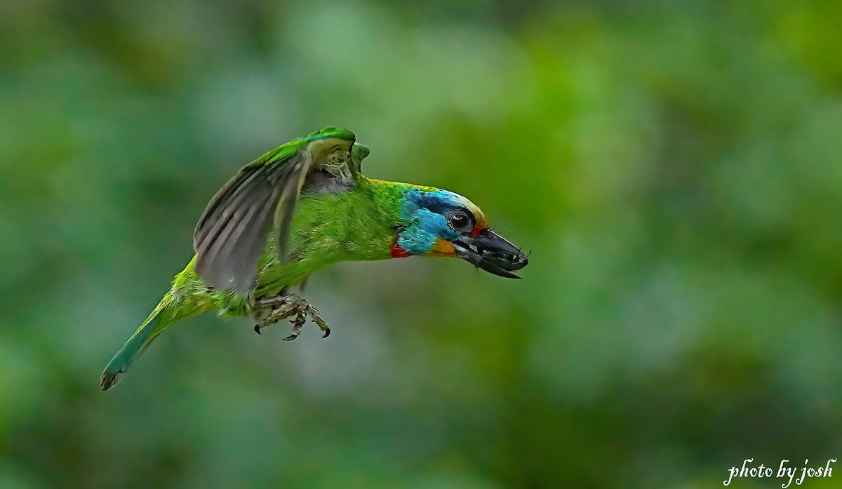 Taiwan Barbet - 致綱 崔