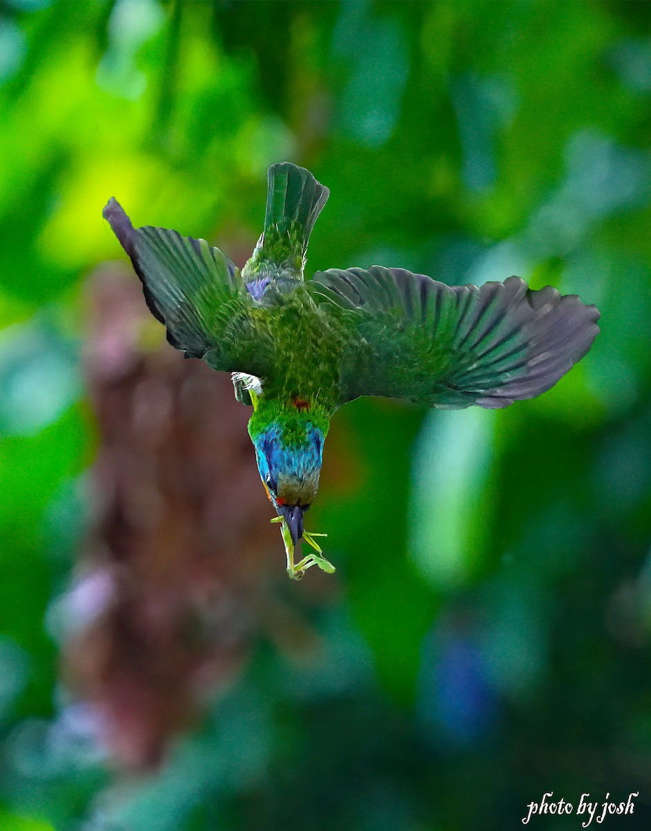 Taiwan Barbet - 致綱 崔