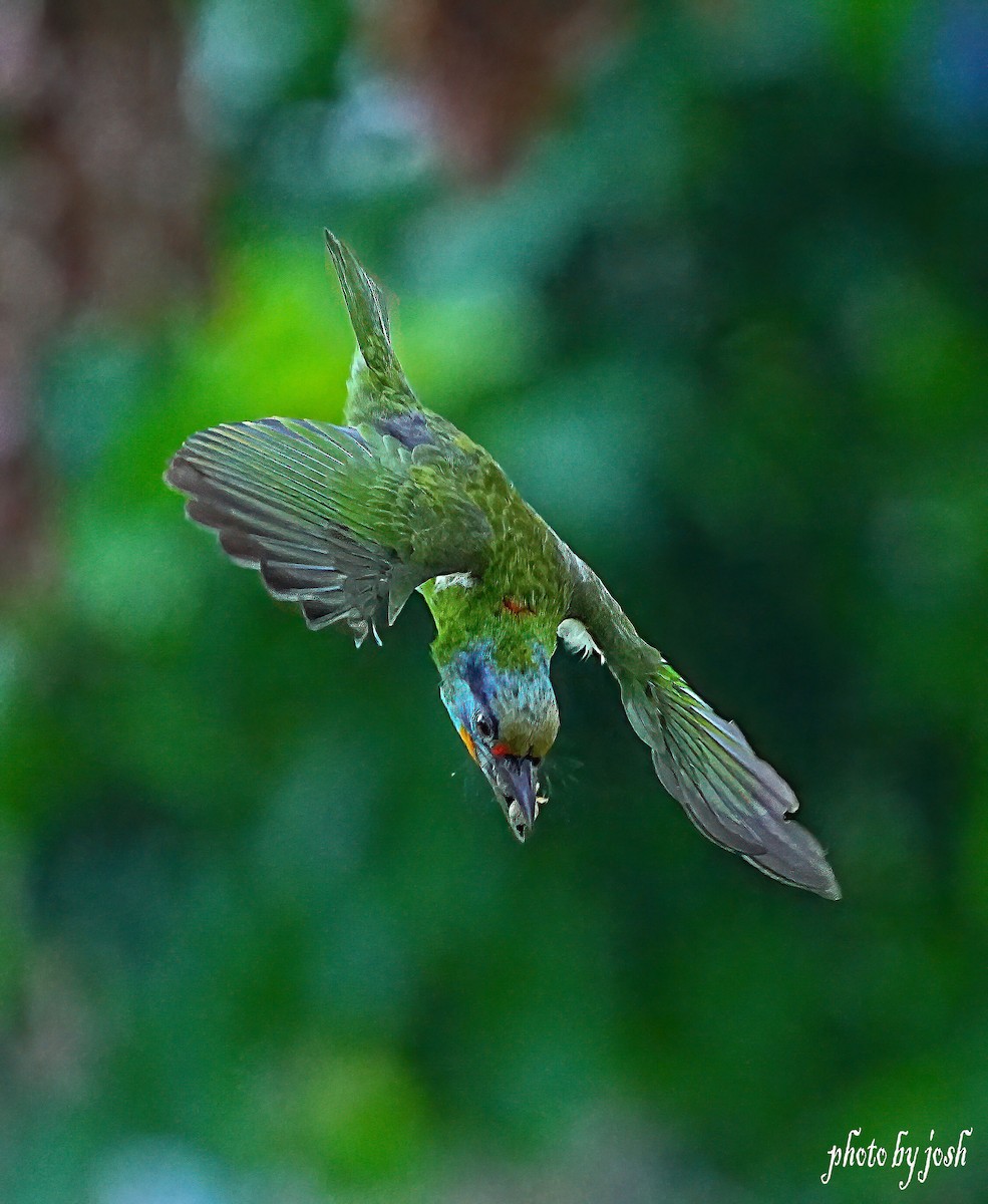 Taiwan Barbet - 致綱 崔