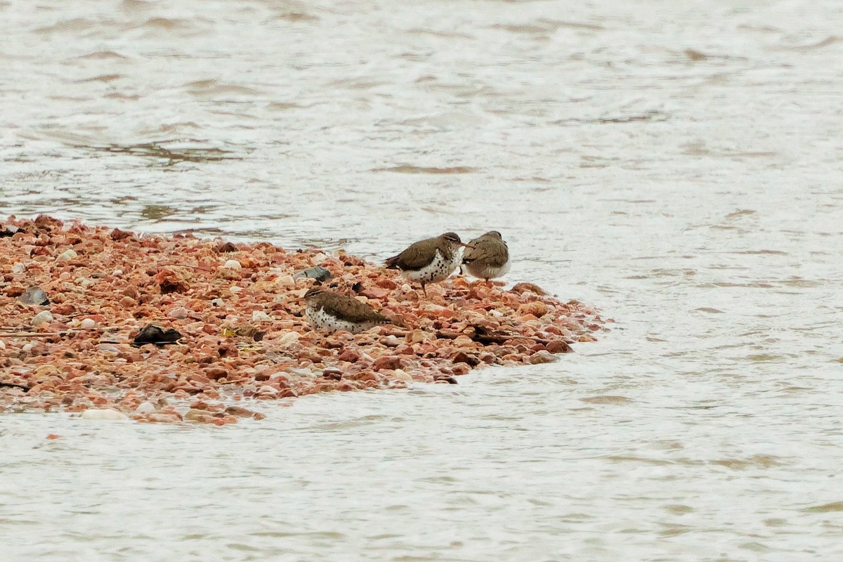 Spotted Sandpiper - Risë Foster-Bruder