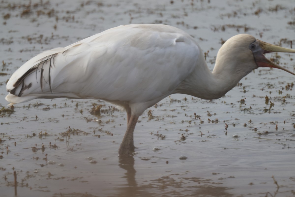 Yellow-billed Spoonbill - GEOFFREY SHINKFIELD